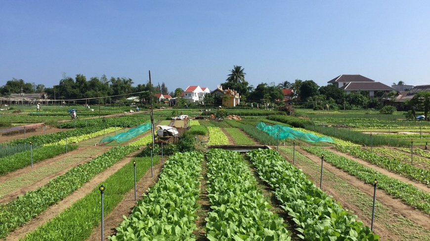 Làng rau Trà Quế
